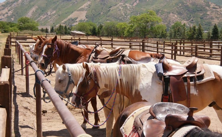 Utah Trail Rides 2 Placeholder Image