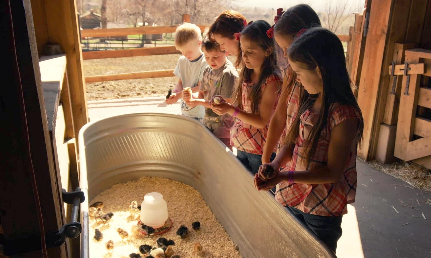 Children feeding chickens in a barn